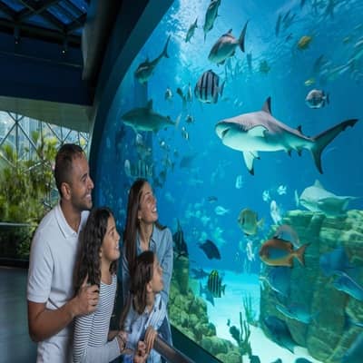 THe national Aquarium Abu Dhabi 2 1
